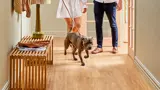 Dog Friendly Flooring | Popular Floors for Dogs and Pets